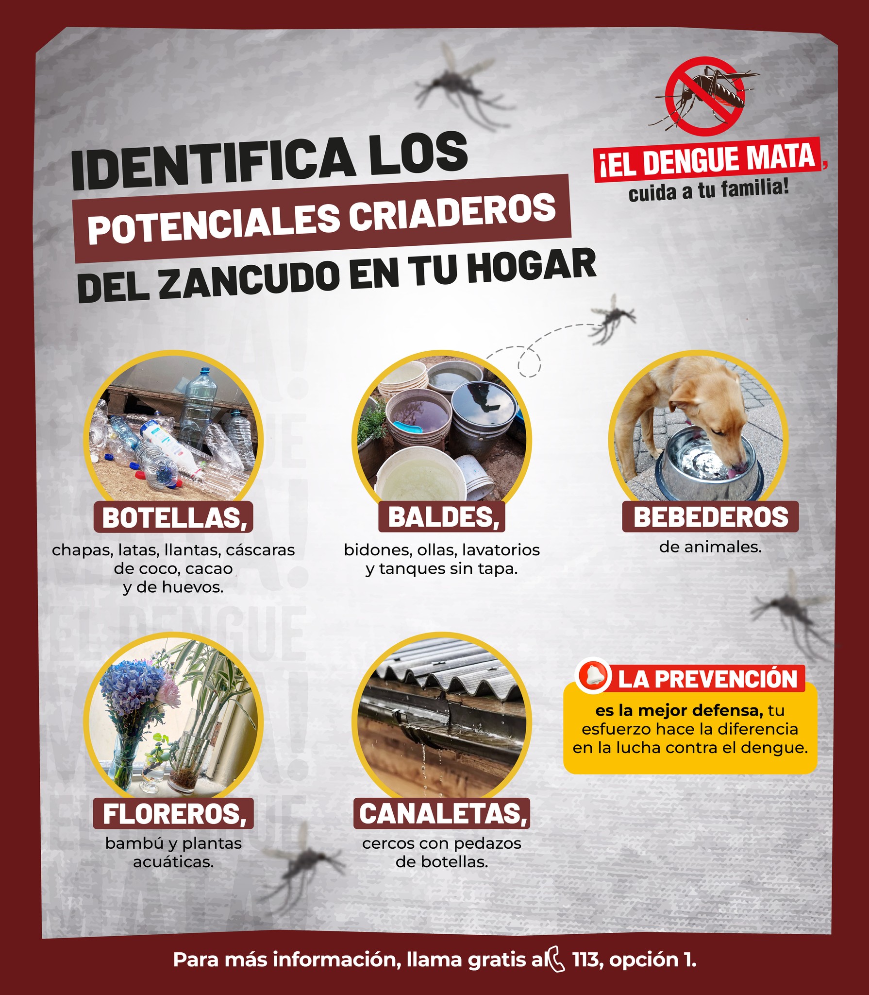 🔴¡Gánale la batalla al dengue! 👊